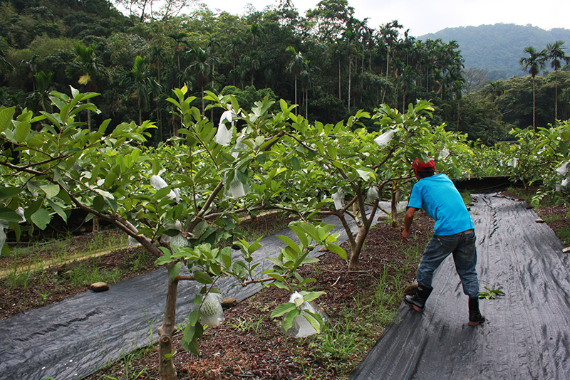 Excerpt image for 600 guava wives