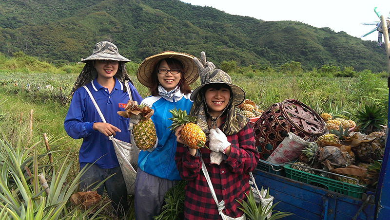 Excerpt image for Pineapple Picking