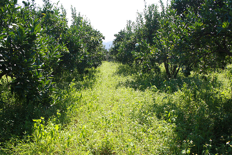 Excerpt image for a farmer's sigh
